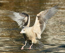 Glaucous Gull