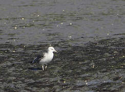 Lesser Black-backed Gull