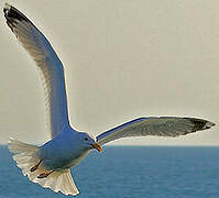 Common Gull