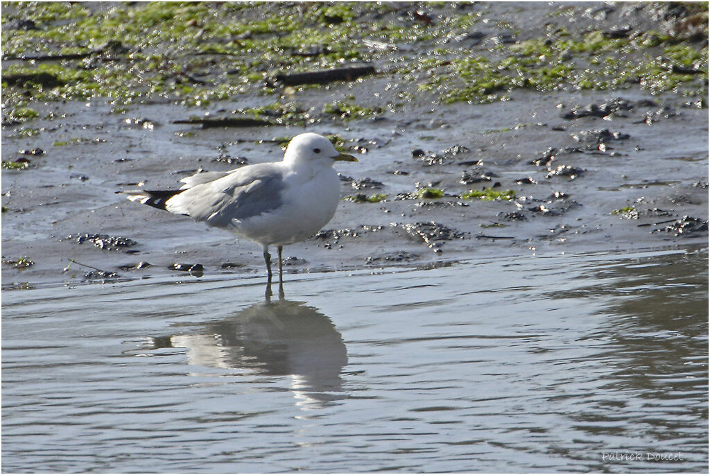 Mew Gull