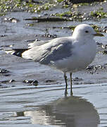 Common Gull