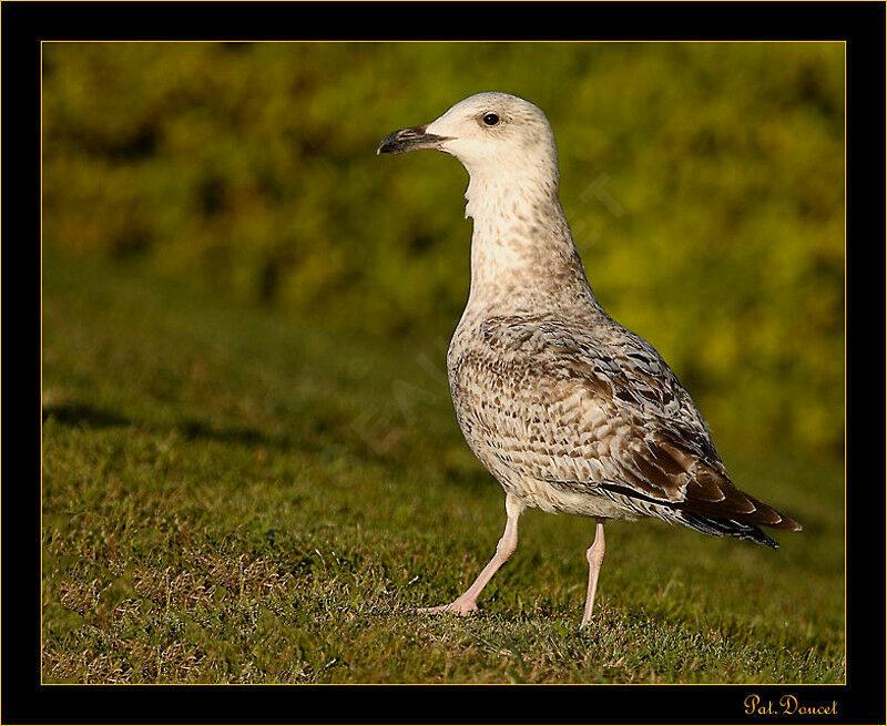 Yellow-legged Gulljuvenile