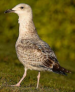 Yellow-legged Gull