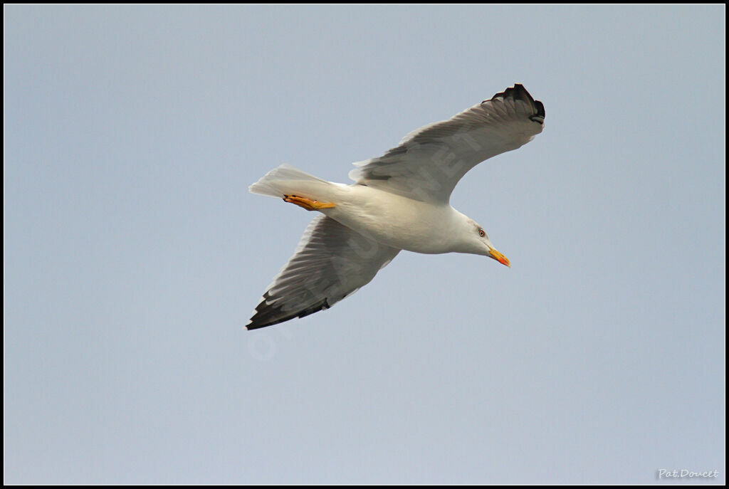 Yellow-legged Gull