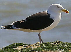 Great Black-backed Gull