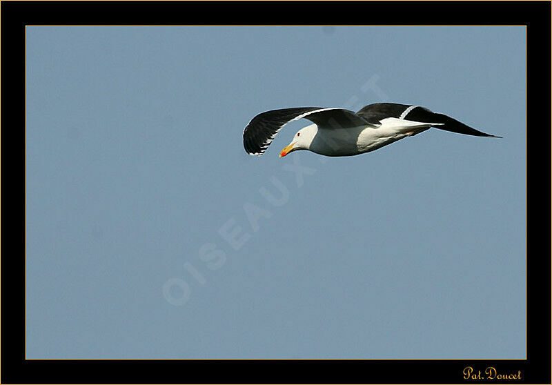 Great Black-backed Gull