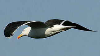 Great Black-backed Gull