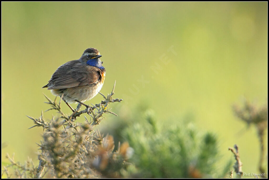 Bluethroat