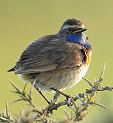 Bluethroat