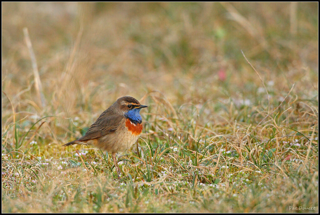 Bluethroat