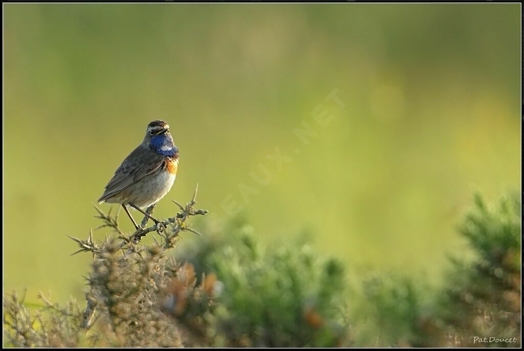 Bluethroat