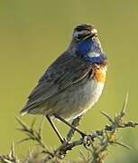 Bluethroat