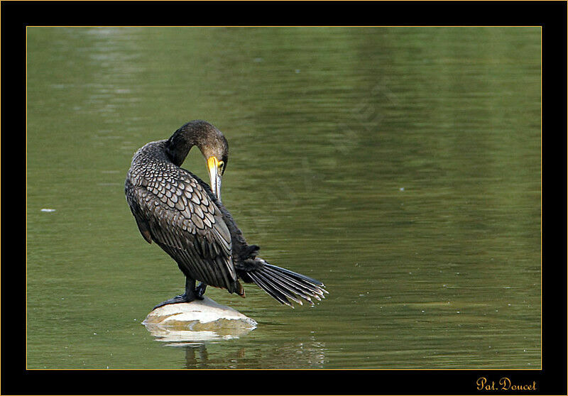 Great Cormorant