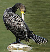 Great Cormorant