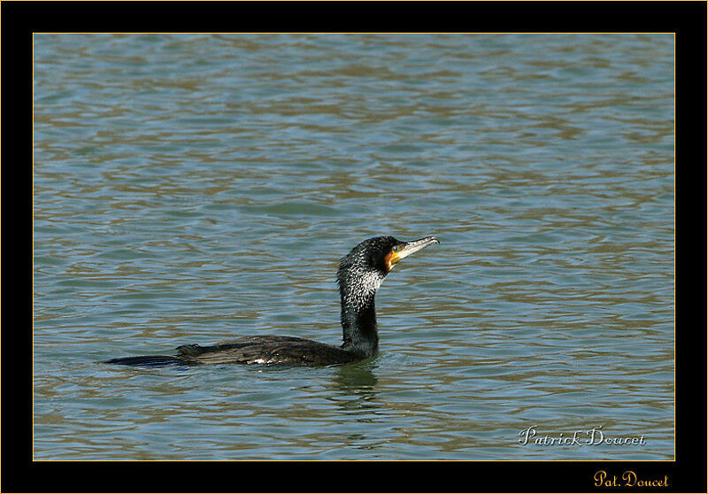 Great Cormorant