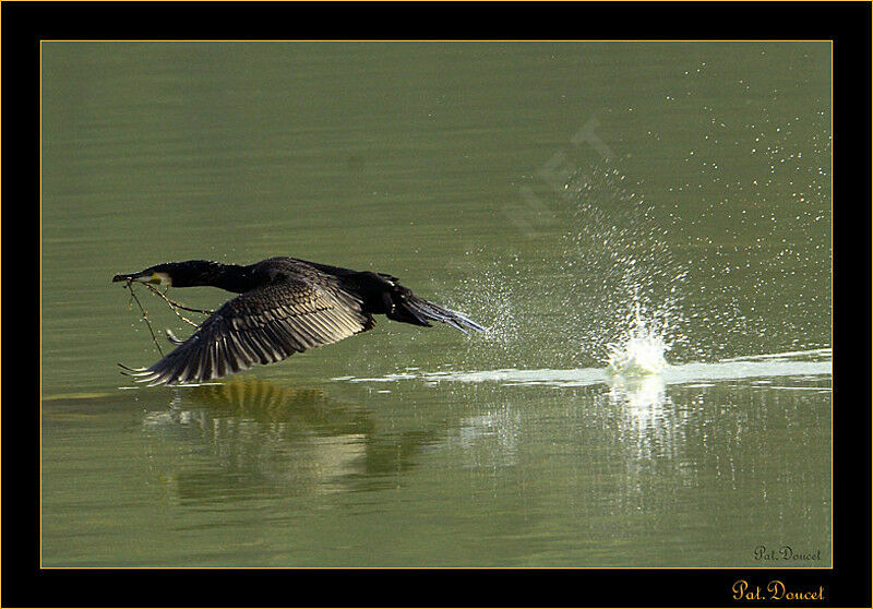 Great Cormorant