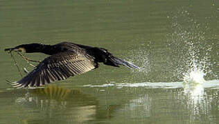 Great Cormorant