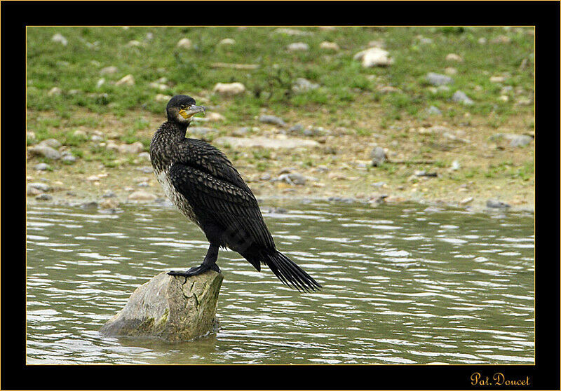 Great Cormorant