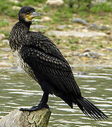 Great Cormorant