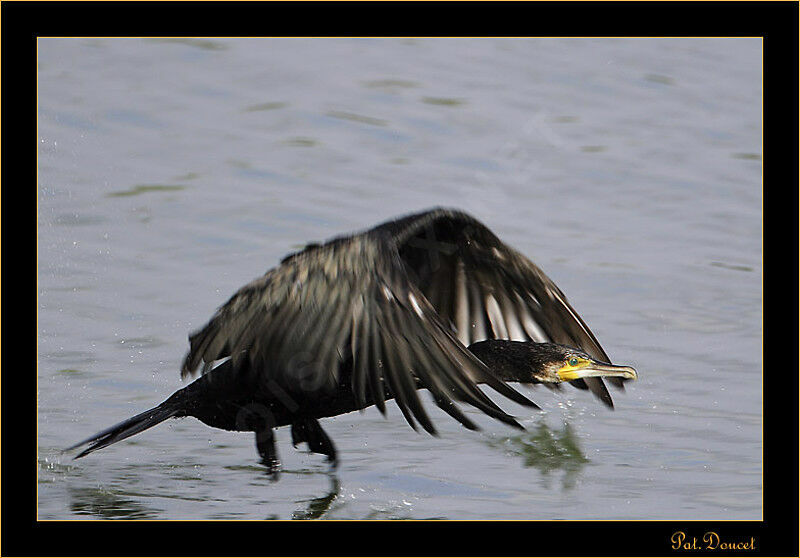 Great Cormorant