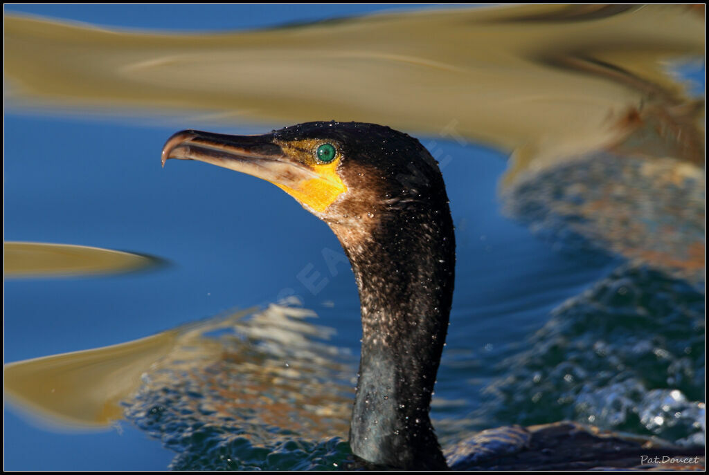 Great Cormorant