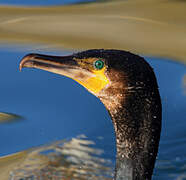 Great Cormorant