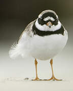 Common Ringed Plover