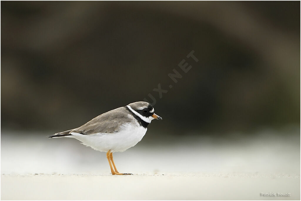 Common Ringed Plover