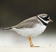 Common Ringed Plover