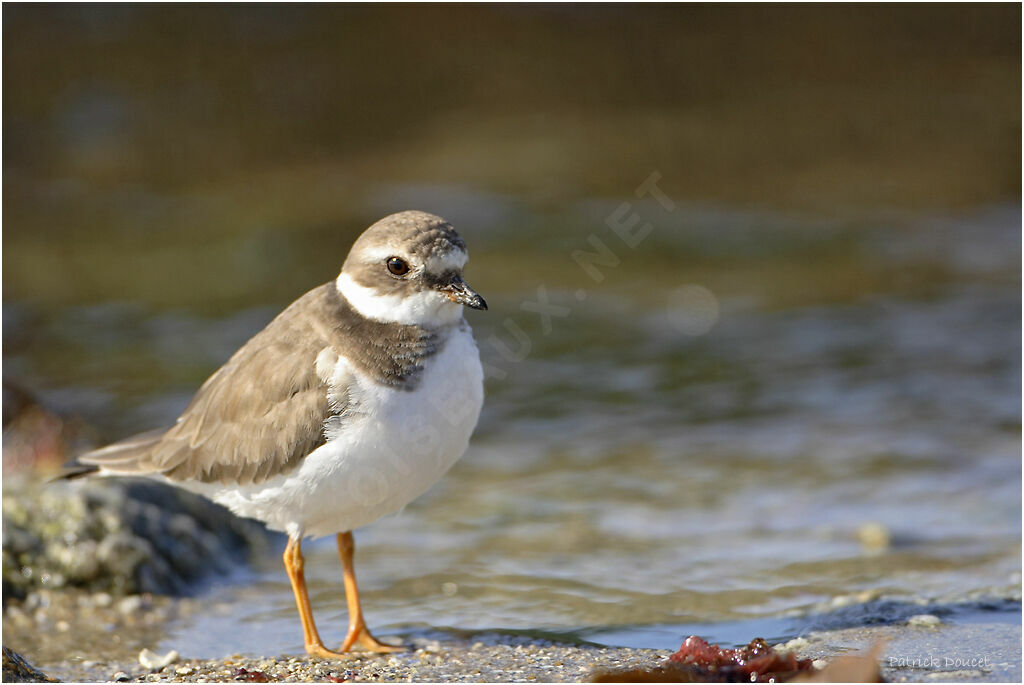 Common Ringed Plover