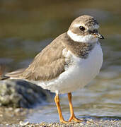 Common Ringed Plover