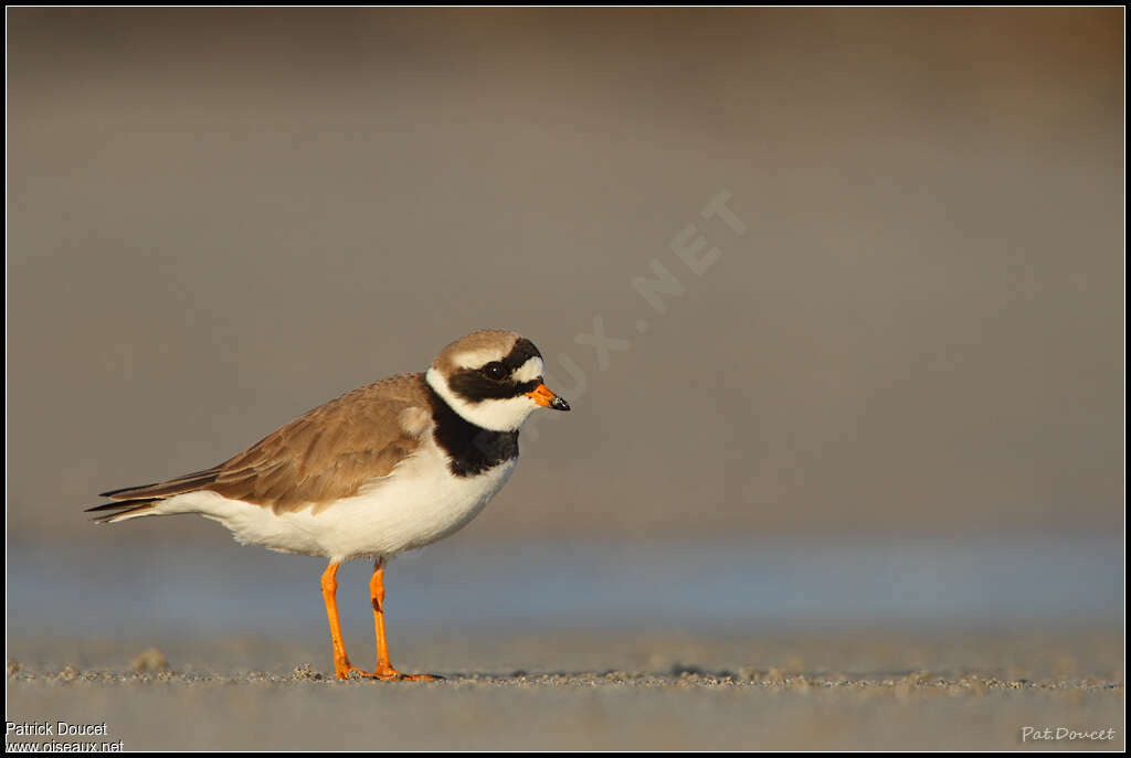 Common Ringed Ploveradult, identification