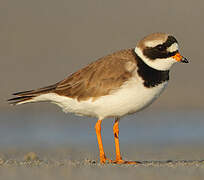 Common Ringed Plover