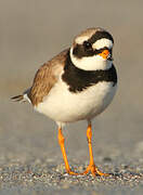 Common Ringed Plover