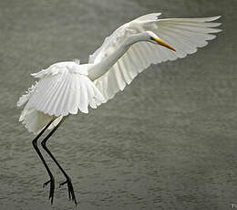 Grande Aigrette