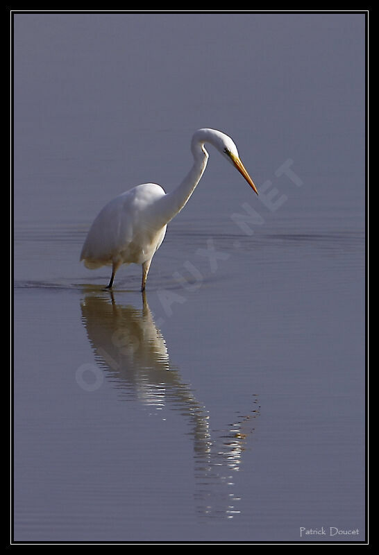 Grande Aigrette