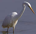 Grande Aigrette