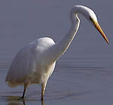 Grande Aigrette