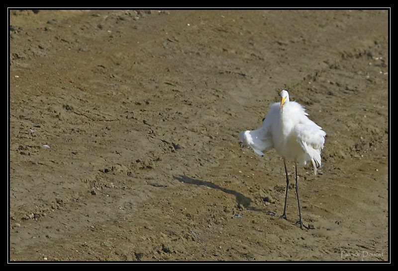 Grande Aigrette