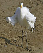 Grande Aigrette