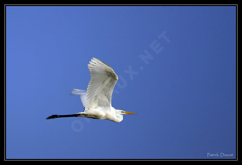 Great Egret