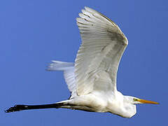 Grande Aigrette