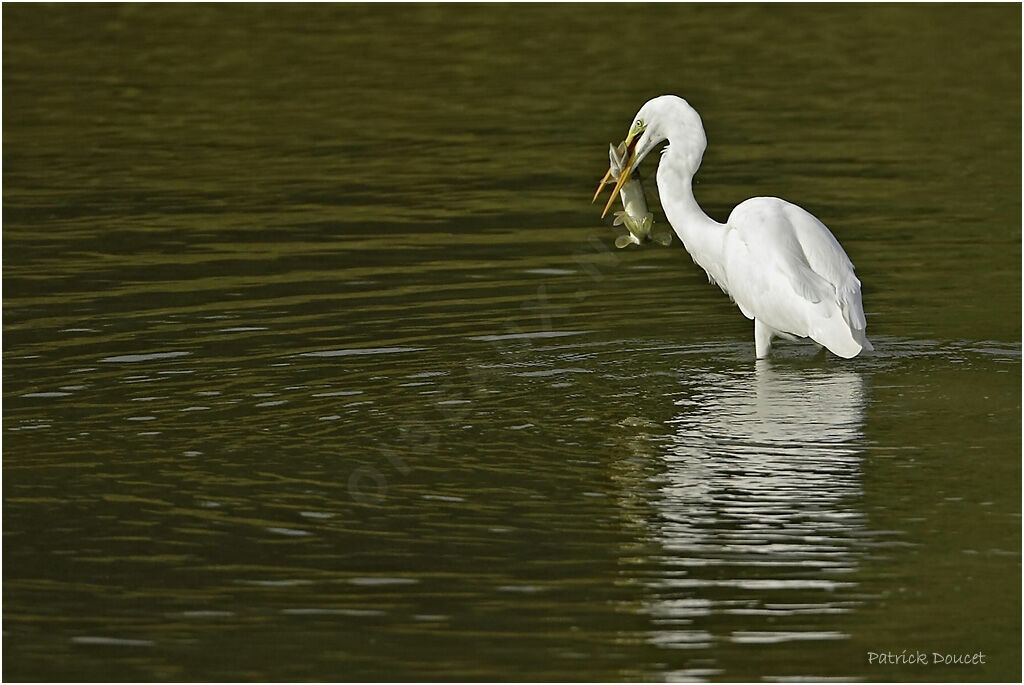 Grande Aigrette, régime