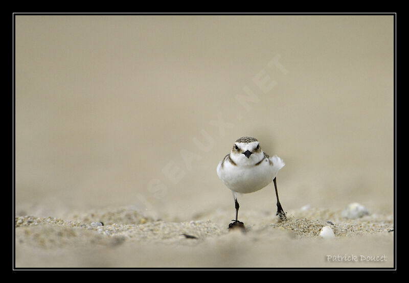 Kentish Plover