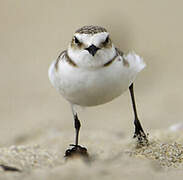 Kentish Plover