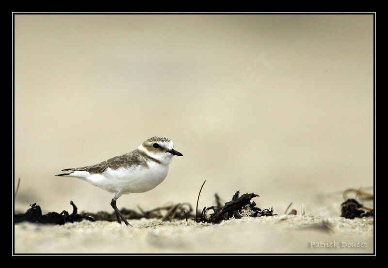 Kentish Plover