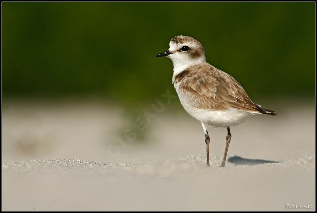 Kentish Plover