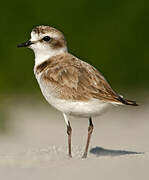 Kentish Plover