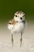 Kentish Plover