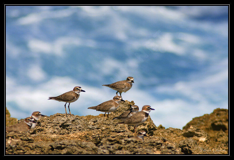 Wilson's Plover